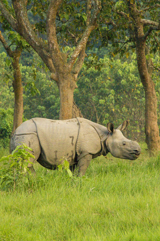 chitwan